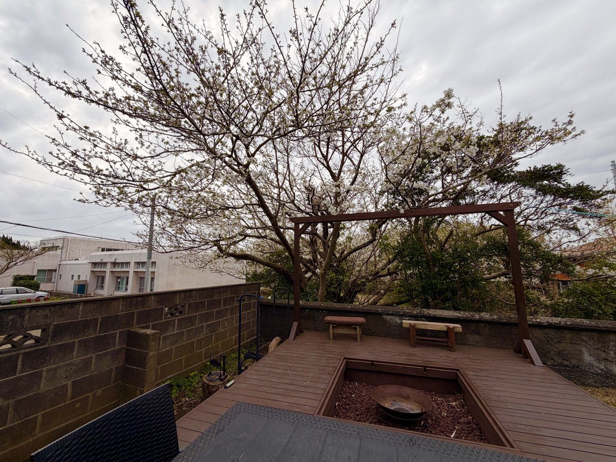 aotocider's tweet photo. 【火とお酒】
写真ではわかりにくいですが、
大島桜���もう少しで満開になります！！ https://t.co/THQOJy8hMr