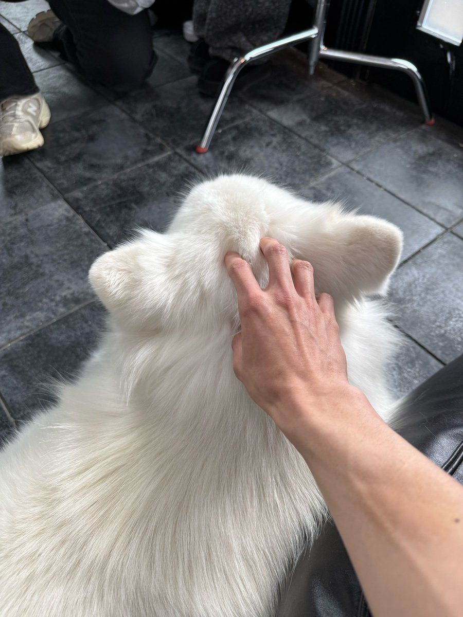 ม๋าเจอม๋า 🤍🐶