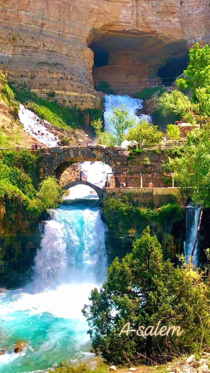 Layal Masri tweet media