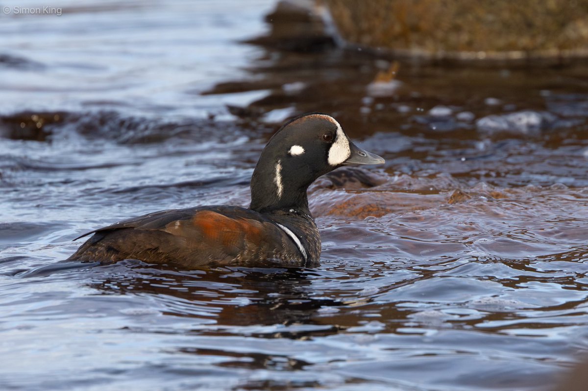 Simon King tweet media