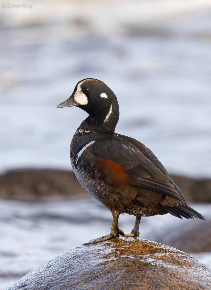 Simon King tweet media