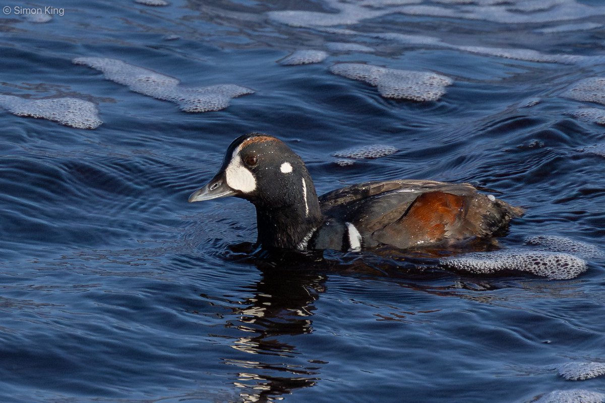 Simon King tweet media