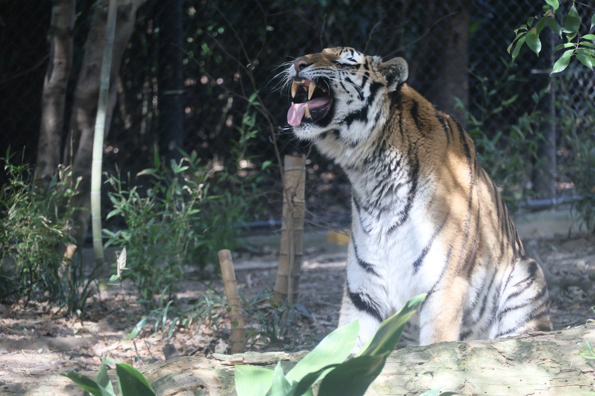 きち (@kitisukekiti) / Posts / X