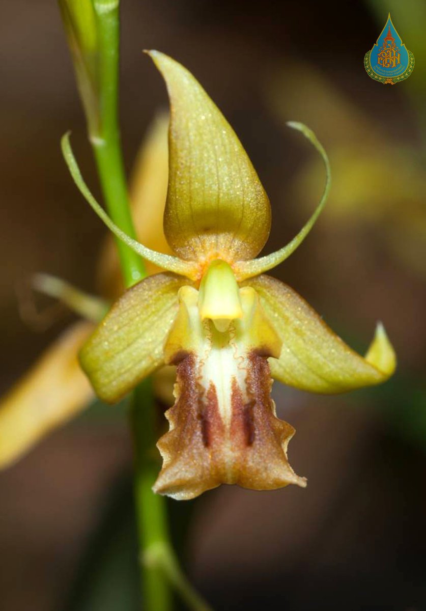 องค์การสวนพฤกษศาสตร์ tweet media