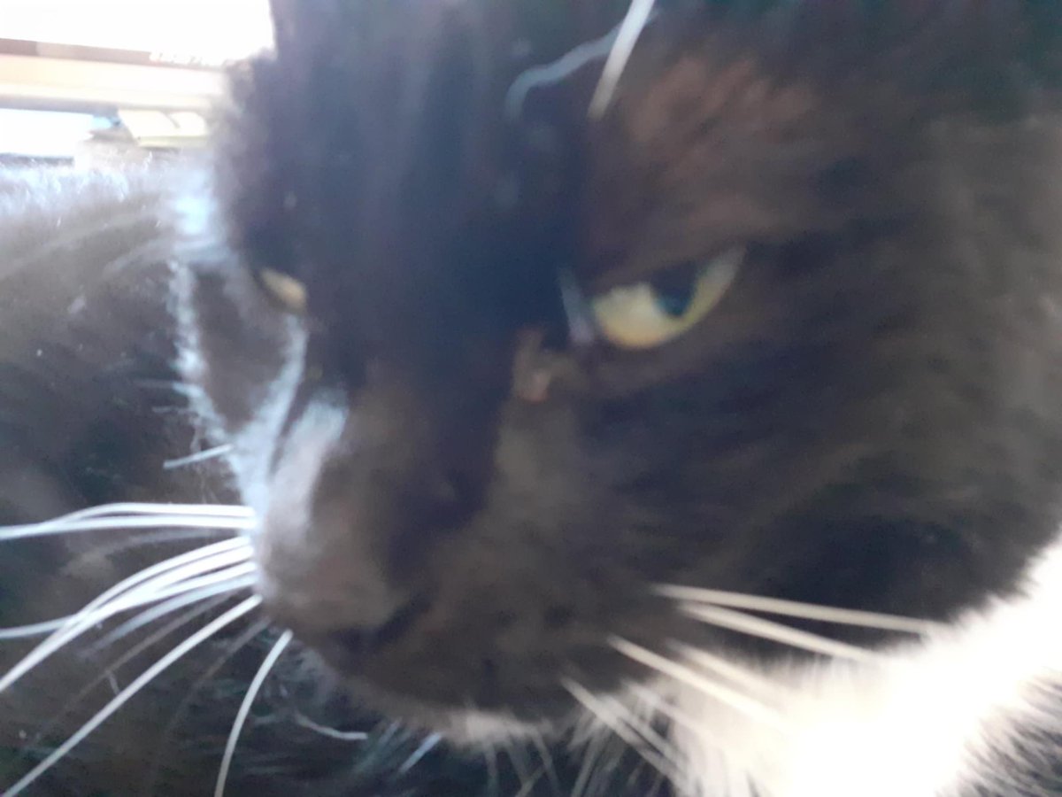 Martha the Nightshift Cat tweet media