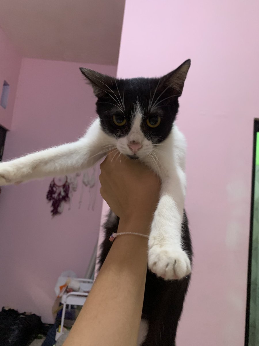 OPEN ADOPT KUCING | Ais👾 tweet media