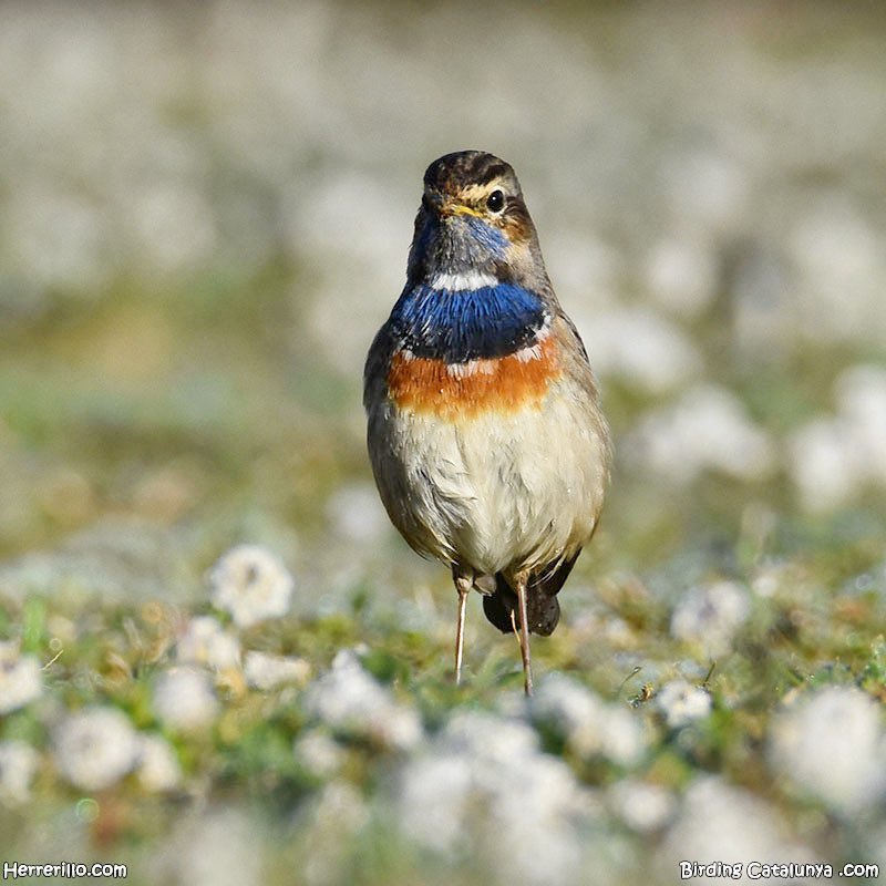 A Catalunya tenim més varietat d’ocells del que us podeu imaginar.

Per exemple, a l’hivern ens visita la cotxa blava, que pot tenir aquest impressionant color (en el cas dels mascles).

Feu retuit i ajudeu a que aquest moixó voli pel twitter i tothom el pugui conèixer 🐦‍⬛😜