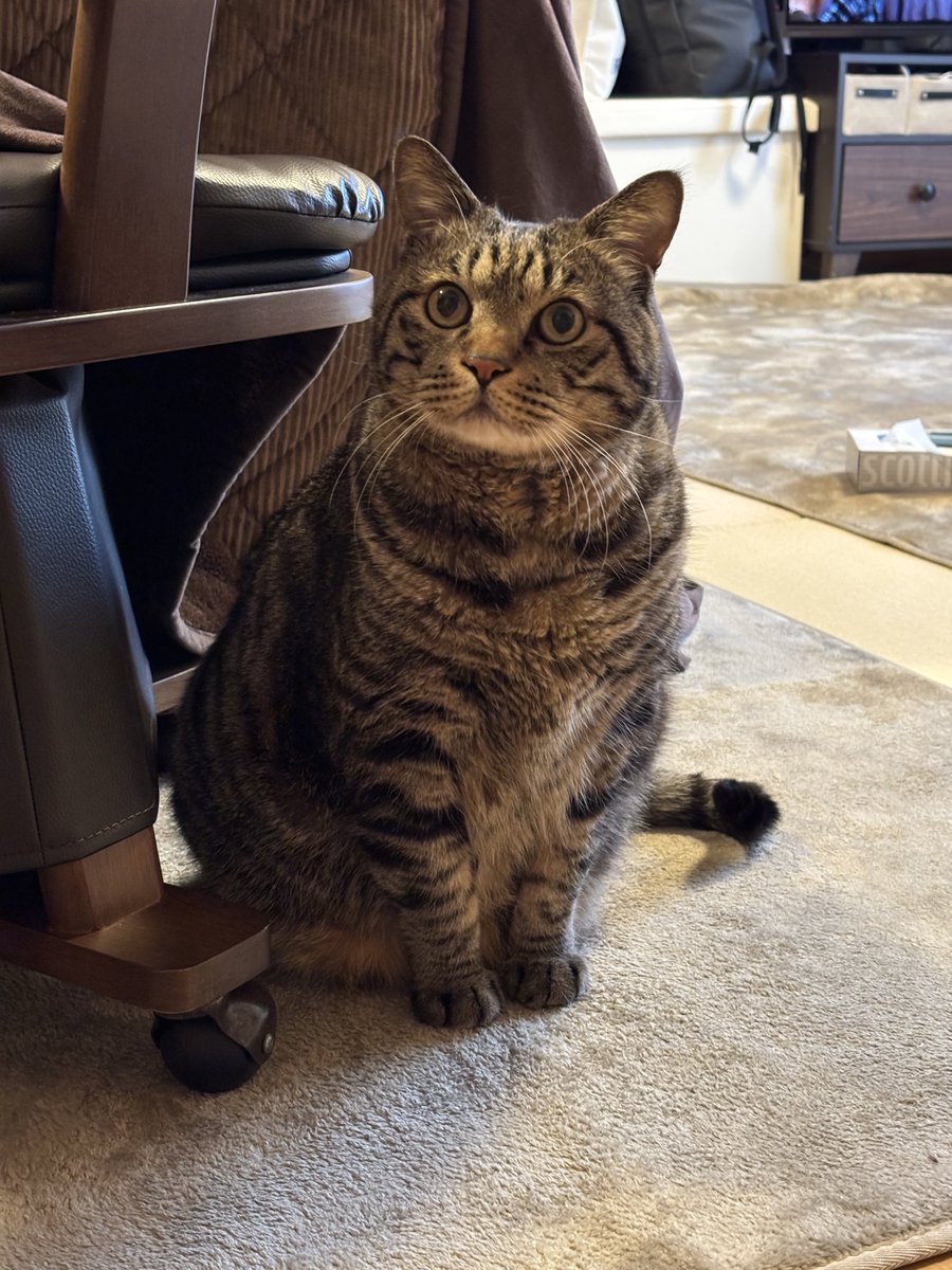 キジトラ虎三郎 (@TH82624015) / Posts / X