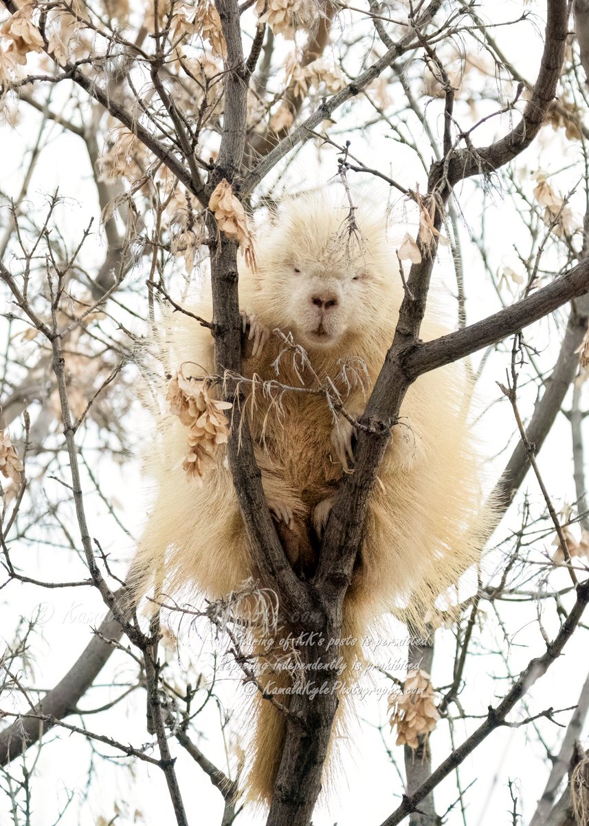 Kamala and Kyle Photography tweet media