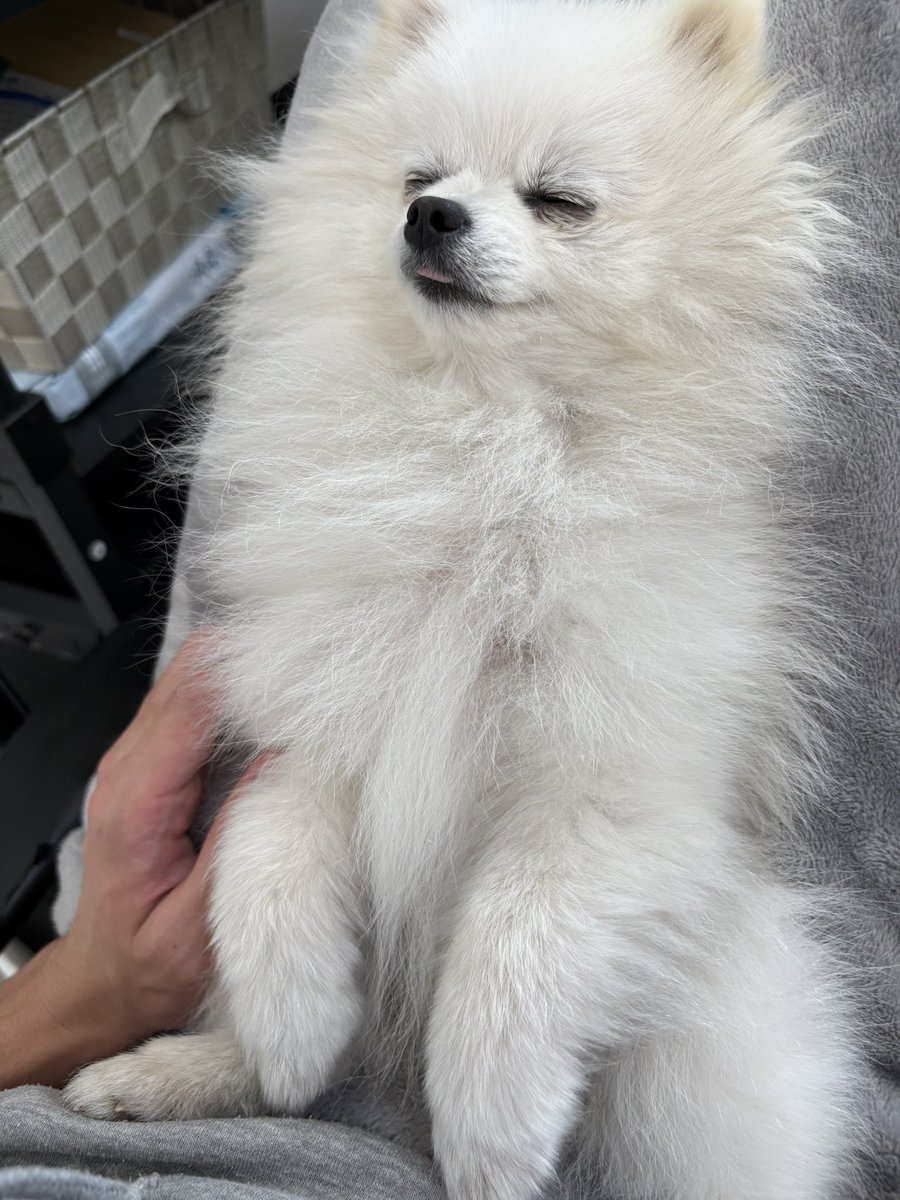 MaroCoco0617's tweet image. 爆睡

#ポメラニアン #pomeranian #犬のいる生活