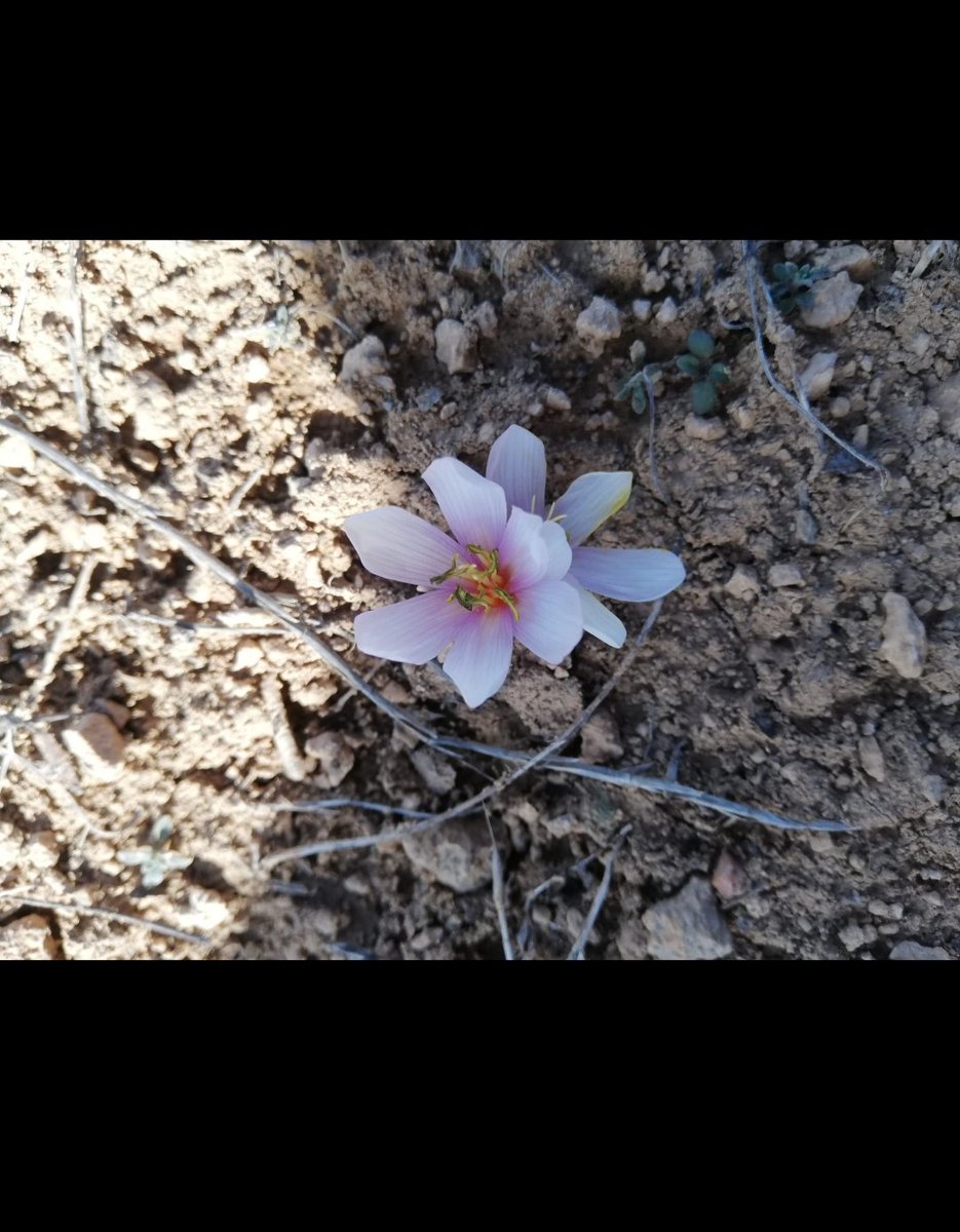Kar yumağı bulut okşarken yüzü
Ezan sesleri dolar ufka
Mahmur sümbül…
Renklerinden sıyrılan kelebek yorgunu 
Düşlerini kavruk alevde kurutan bahar
Ne zaman elveda?
…

📷: İlknur İşcan Kaya 
#ilknuriscankaya #şiir #edebiyat #🌺