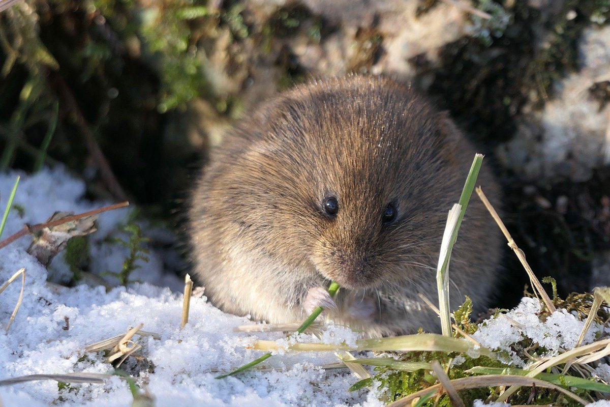 Twelve-year-old Maeve Wilson, from Uddingston, took this photo of a vole nibbling a blade of grass in the snow in Glen Coe

See more of your photos of Scotland in this week’s gallery ➡️ bbc.in/3OsI2rV

Send your pics of Scotland to scotlandpictures@bbc.co.uk