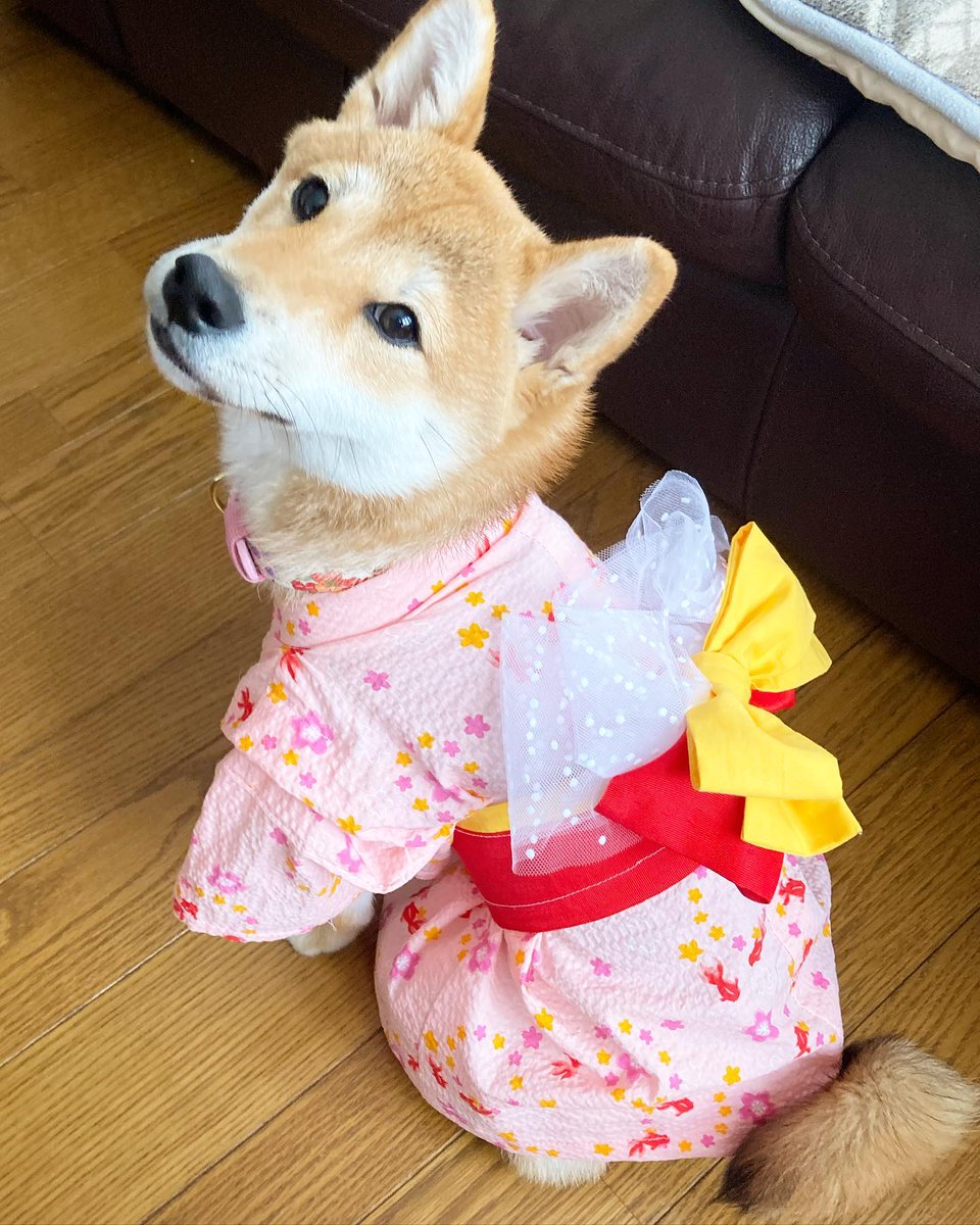 狗急VPN加速器 tweet media