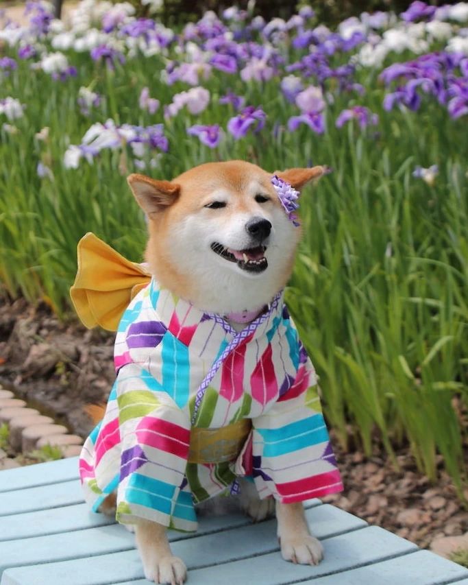 狗急VPN加速器 tweet media