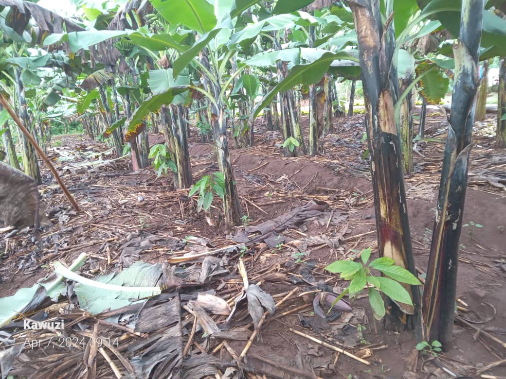 National Coffee Research Institute Uganda (NaCORI) tweet media