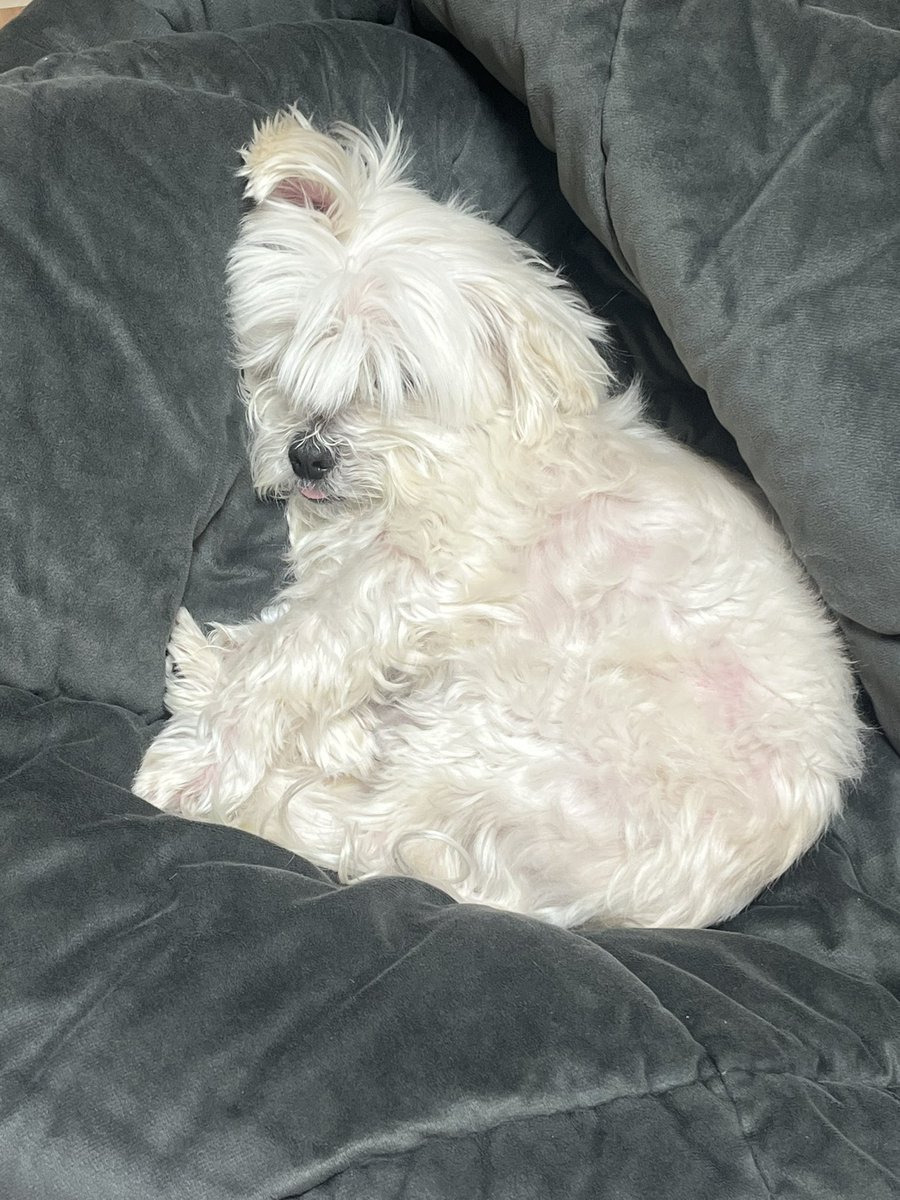 김체리 tweet media