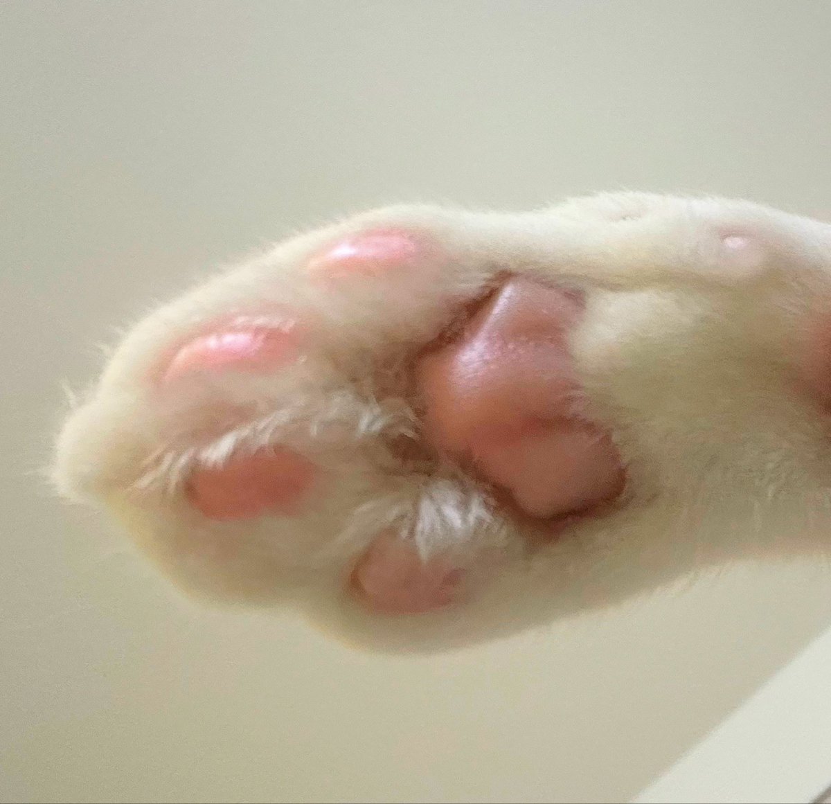 Garnet。.:*・°★ tweet media