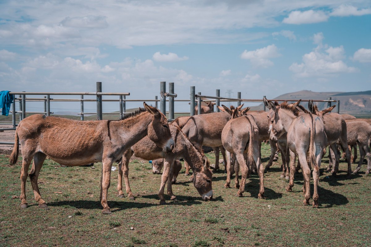 Arusha society for the protection of animals tweet media