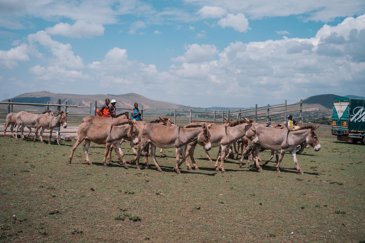 Arusha society for the protection of animals tweet media