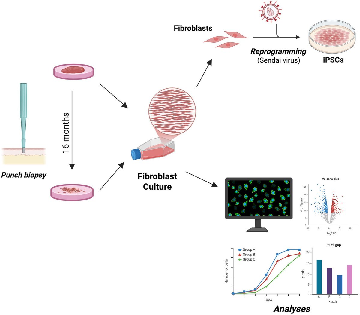 FEBS Open Bio tweet media