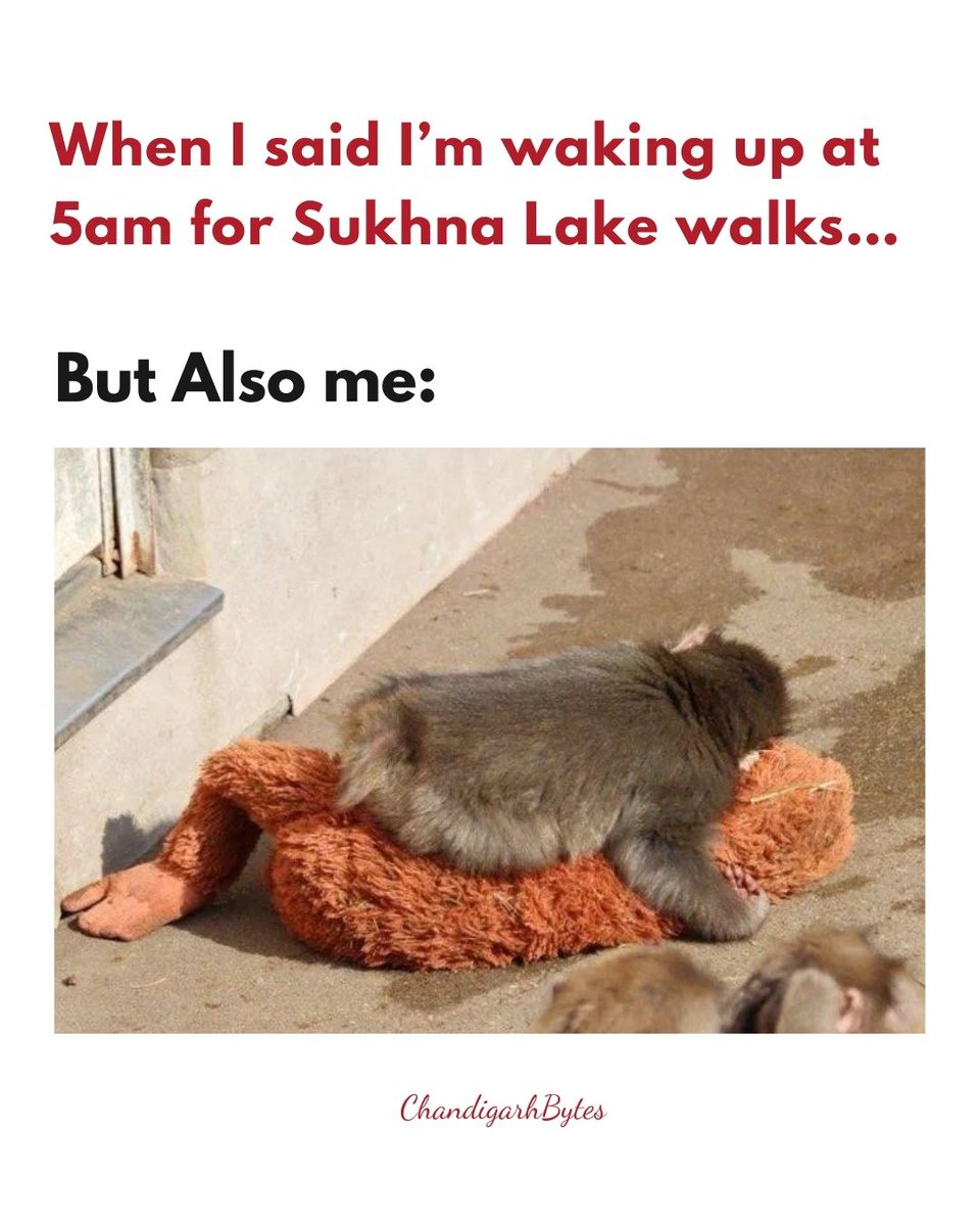ChandigarhBytes's tweet photo. POV: I said I’m entering my Chandigarh social era… Sector 26 nights and all that.
Real me? Punch. In my own zone. Plushy in hand. Sleeping. 🐒💤
Tag your “coming in 10 mins” friend 😭
#chandigarhbytes #chandigarhmemes #sector26 #chandigarh #punch https://t.co/eAN7MvdXsB