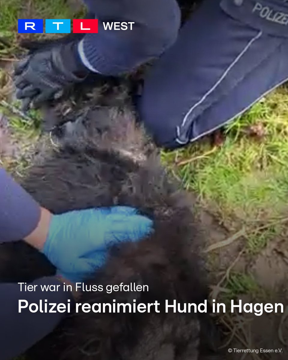 RTLWEST's tweet photo. Die #Polizei hat in #Hagen einen Hund reanimiert. Das Tier war vorher in einen Fluss gefallen. Die Beamten brachten den #Hund an Land und begannen mit der Reanimation. Da das bei Tieren nicht so oft vorkommt, bekamen die Polizisten Hilfe von der #Tierrettung Essen. Per Videocall wurden die Beamten angeleitet. Mit Blaulicht brachten sie den Hund anschließend zu einem Tierarzt. Da traf dann auch der Halter ein. Er hatte noch versucht seinen Hund aus dem Fluss zu retten und war dabei selbst in die Lenne gefallen. Er entschied, die lebenserhaltenden Maßnahmen bei seinem alten und krebskranken Hund einzustellen.