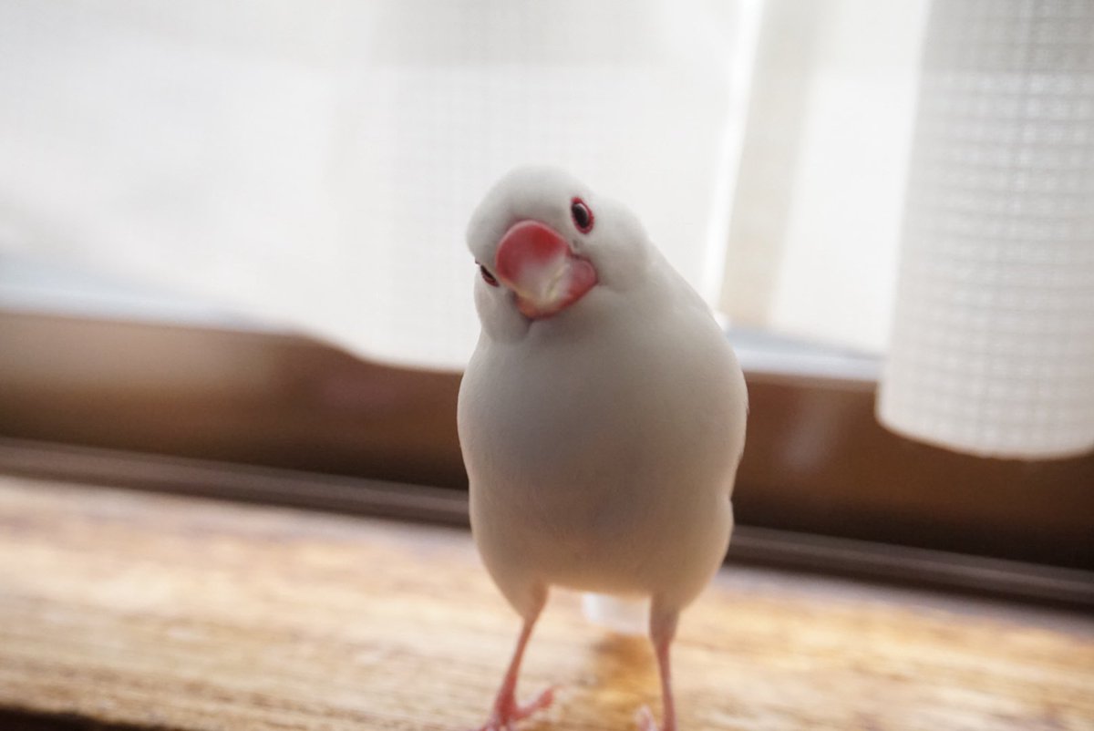 みつ葉（mitsuba）@ほぼ文鳥垢 (@nnsizunn) on Twitter photo 