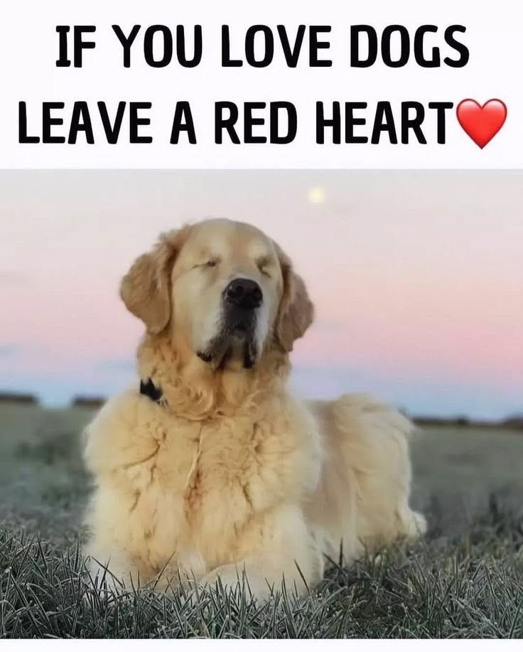 DogLovers03's tweet photo. https://t.co/fvC4X0neJt