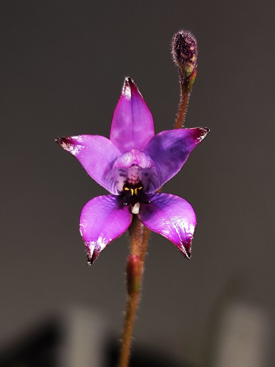 鍵の君 (@kaginokimi0077) / Posts / X