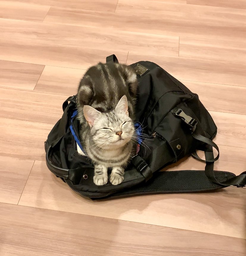 うちの子、ニコッって笑いながらネコハラしてくるところも好き