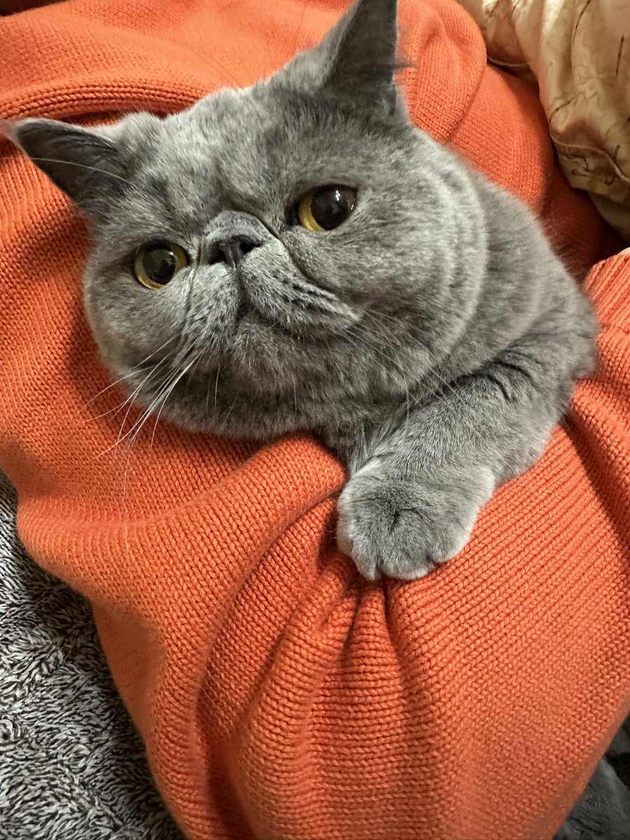 こんばんは🌙 #エキゾチックショートヘア #猫 #猫のいる暮らし