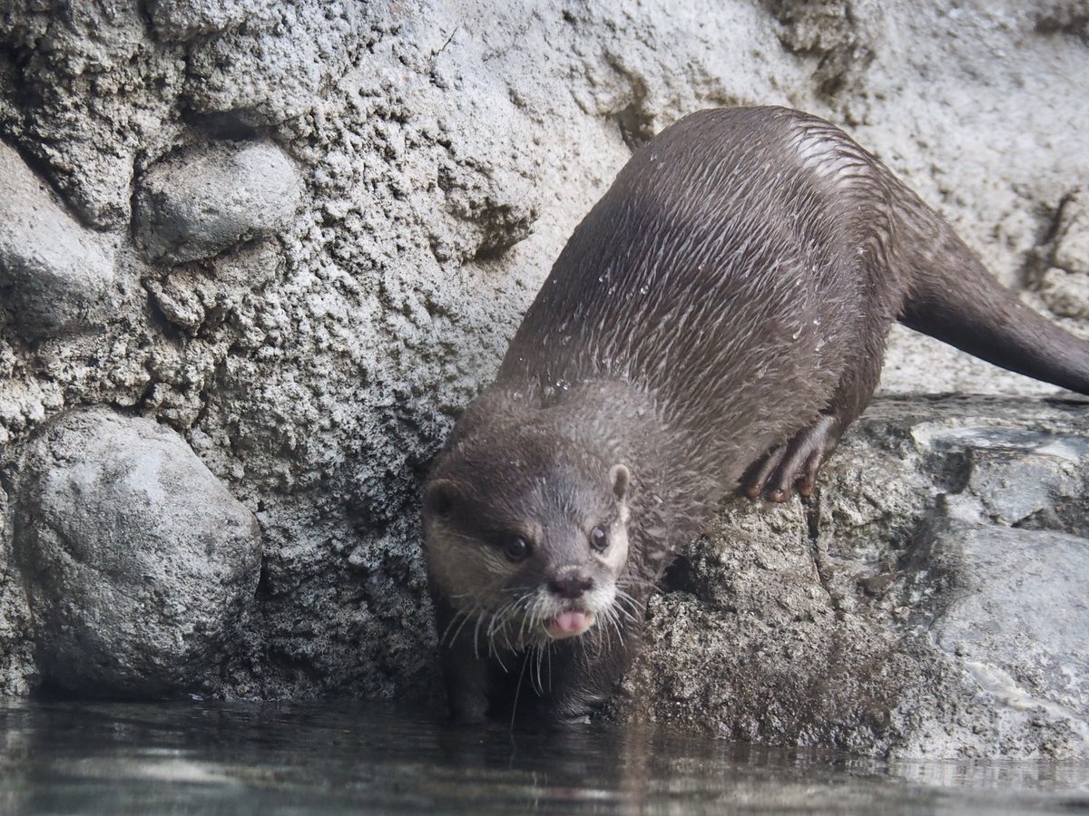 #多摩動物公園 に行ってきました！

最近、Xのオススメにタヌキがたくさん出てくるんです。
それが、可愛くて可愛くて。
カメラを持って、タヌキがいる動物園へ。
お目当てのタヌキはずっと寝てました💭ᶻz

とっても久しぶりに行った動物園、楽しかったです♪
