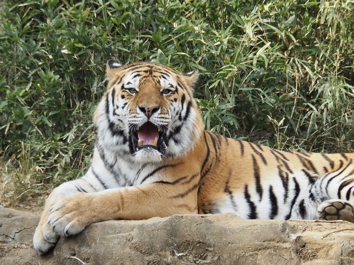 Rukachi__89's tweet photo. #多摩動物公園 に行ってきました！

最近、Xのオススメにタヌキがたくさん出てくるんです。
それが、可愛くて可愛くて。
カメラを持って、タヌキがいる動物園へ。
お目当てのタヌキはずっと寝てました💭ᶻz

とっても久しぶりに行った動物園、楽しかったです♪ https://t.co/it7CsEbD4k