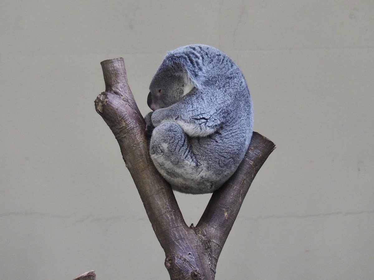 Rukachi__89's tweet photo. #多摩動物公園 に行ってきました！

最近、Xのオススメにタヌキがたくさん出てくるんです。
それが、可愛くて可愛くて。
カメラを持って、タヌキがいる動物園へ。
お目当てのタヌキはずっと寝てました💭ᶻz

とっても久しぶりに行った動物園、楽しかったです♪ https://t.co/it7CsEbD4k