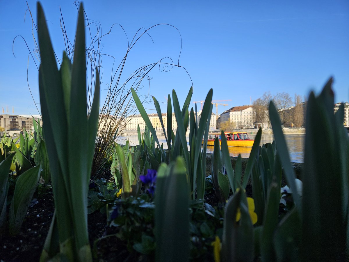 Comme un air de #printemps ! Franchement ça fait du bien. 😊
#Genève #Switzerland #Suisse 🇨🇭