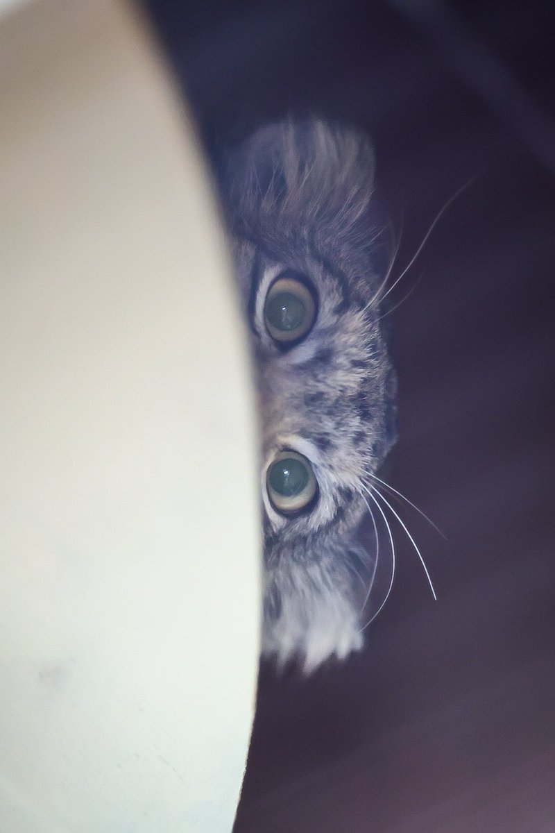 チラッ𓂃𓂂ꕤ*.ﾟ

#マヌルネコ  #オト   #pallascat
#埼玉県こども動物自然公園