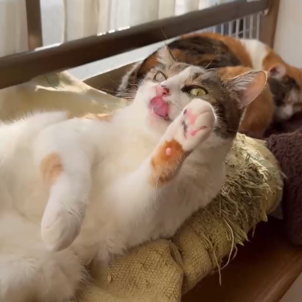 そりゃあ、いろんな商品のパッケージに猫が出現したり、普段どシンプルなデザインを買う飼い主が猫デザインのものをスルッと買う日です。影響があるのはおもに人間に対してです、猫よ。

な、なんだって〜！