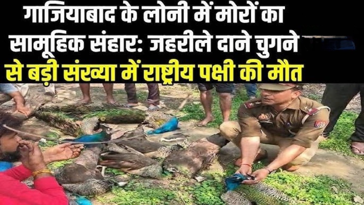 राष्ट्रीय पक्षी मोरो की जहर देकर 1.5 दर्जन की निर्मम हत्या हो जाती हैं
लेकिन अभी तक दोषियों को पकड़ा नहीं जाता हैं
राष्ट्र की बात करने वाले हर एक व्यक्ति ओर नेता को ये फोटो (घटना) को सोशल मीडिया के माध्यम से न्यूज के माध्यम से जांच कराकर दोषी को जेल भिजवाना चाहिए
#Hindurakshadal