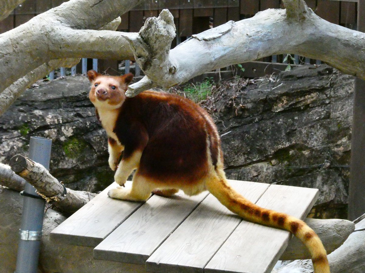 RT @polarbearlala: タニちゃん 2026.2.23 セスジキノボリカンガルー