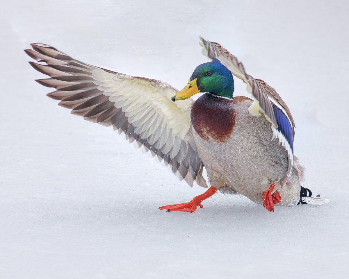 RubenGi02391602's tweet image. Mallard Ducks - These are fast flying birds have been clocked at speeds of up to 55 - 60 MPH. Taken at the Pool. I waited about 2 hrs to get these pictures  #birdcpp @BirdCentralPark