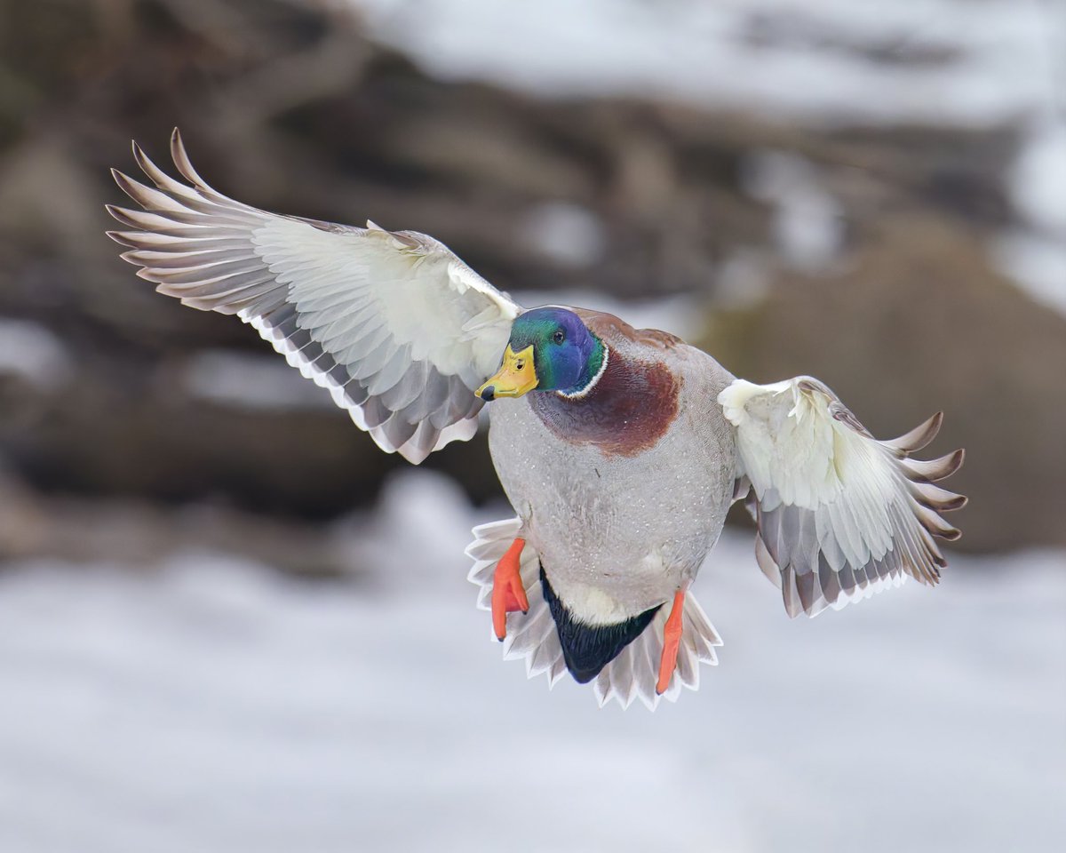 RubenGi02391602's tweet image. Mallard Ducks - These are fast flying birds have been clocked at speeds of up to 55 - 60 MPH. Taken at the Pool. I waited about 2 hrs to get these pictures  #birdcpp @BirdCentralPark
