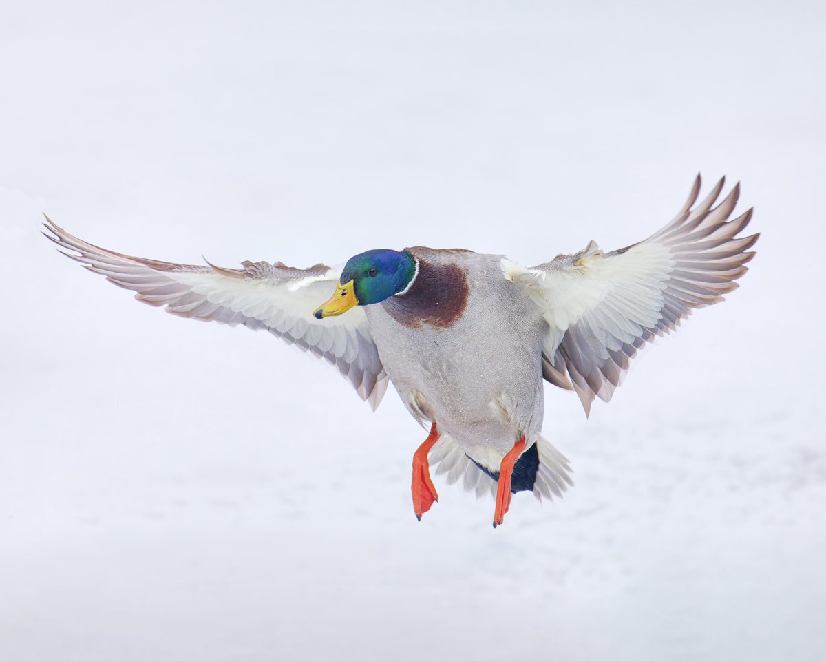 RubenGi02391602's tweet image. Mallard Ducks - These are fast flying birds have been clocked at speeds of up to 55 - 60 MPH. Taken at the Pool. I waited about 2 hrs to get these pictures  #birdcpp @BirdCentralPark