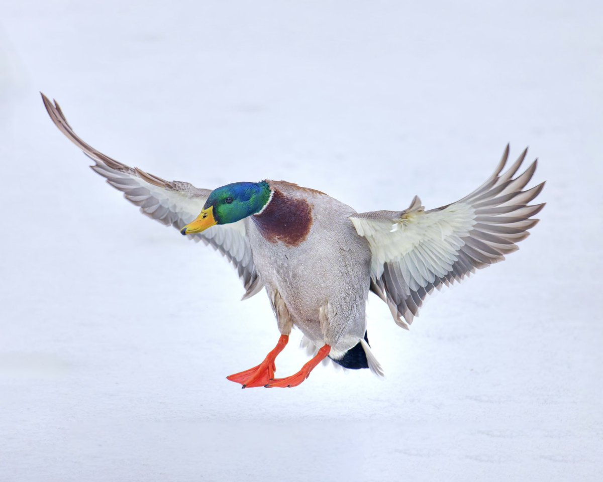 RubenGi02391602's tweet image. Mallard Ducks - These are fast flying birds have been clocked at speeds of up to 55 - 60 MPH. Taken at the Pool. I waited about 2 hrs to get these pictures  #birdcpp @BirdCentralPark