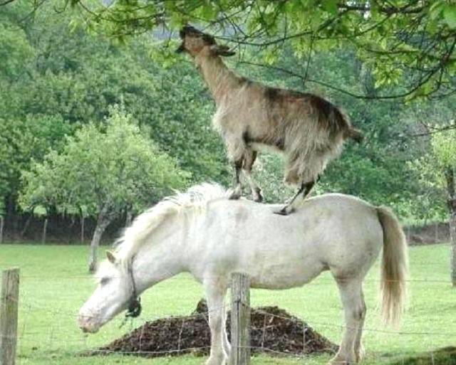 <a href="/Crazymoments01/">Crazy Moments</a> Animals always show us what humans lack..

It’s Love