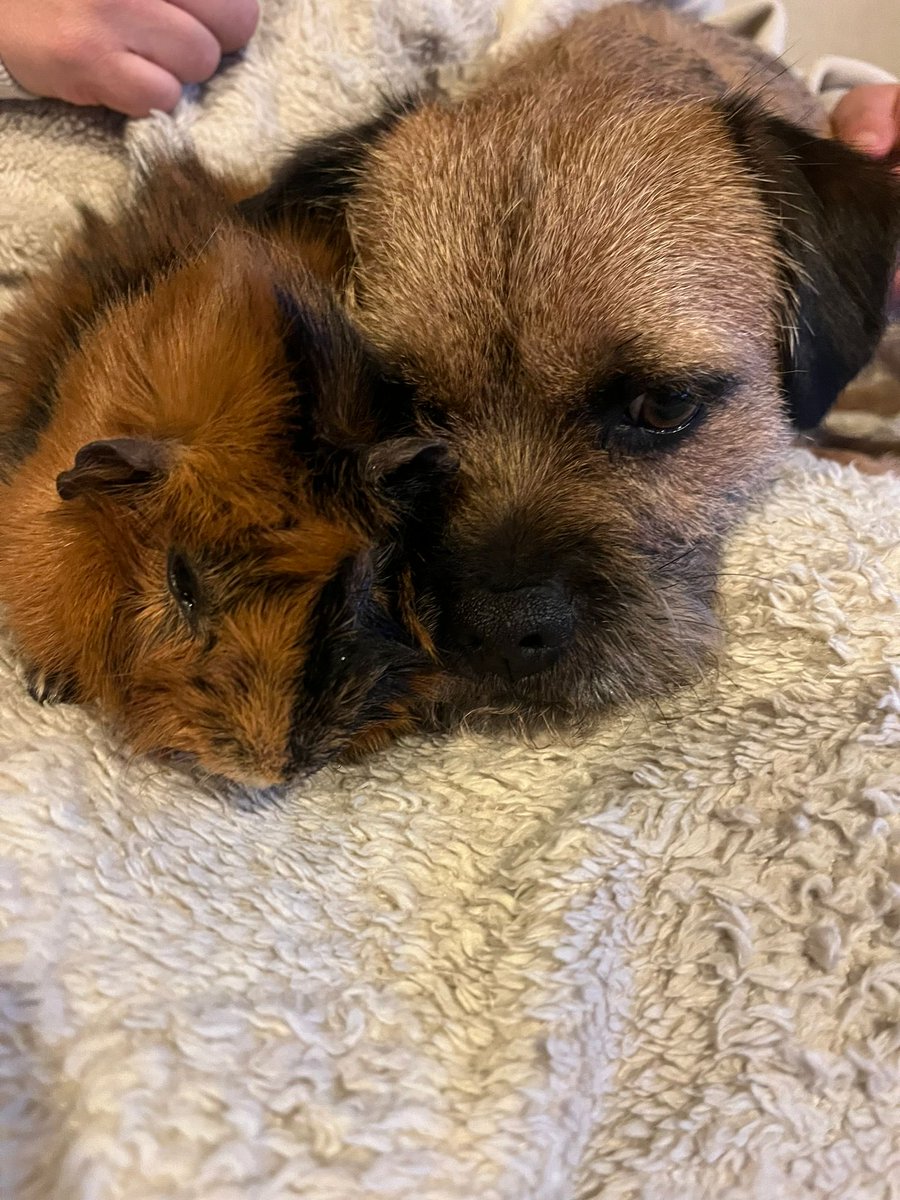 Reggie the Border Terrier tweet media