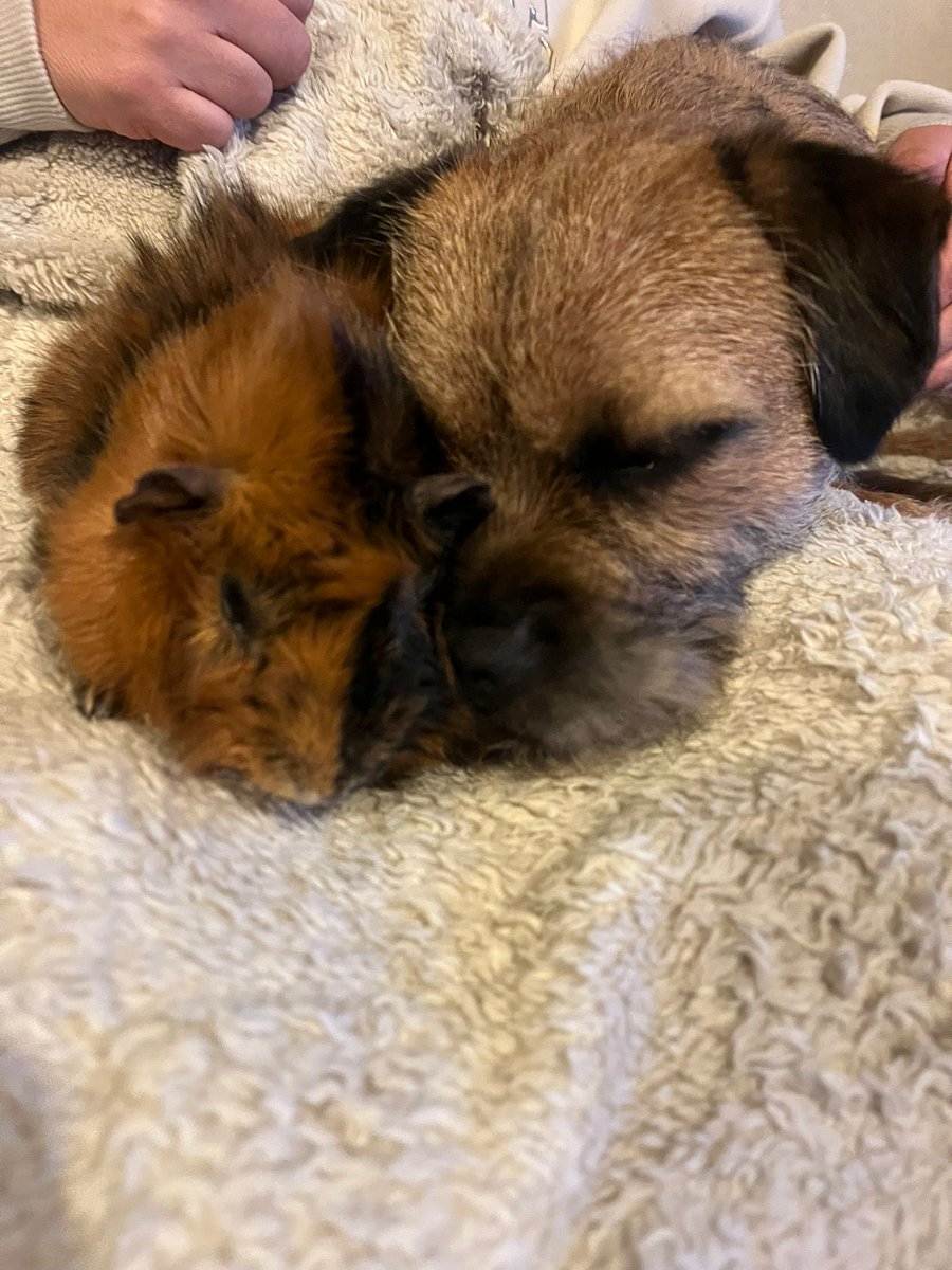 Reggie the Border Terrier tweet media