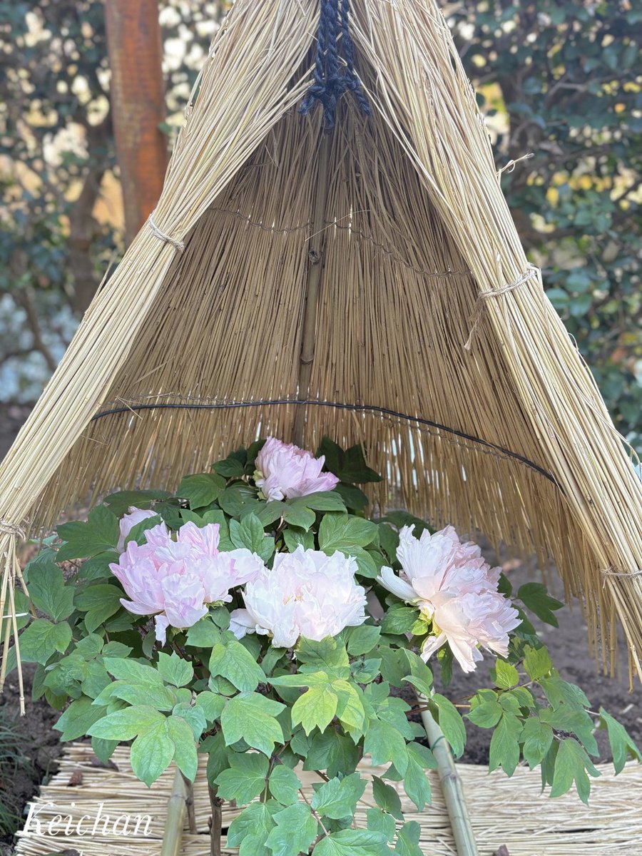 けいちゃん (@k1222_keichan) / Posts / X