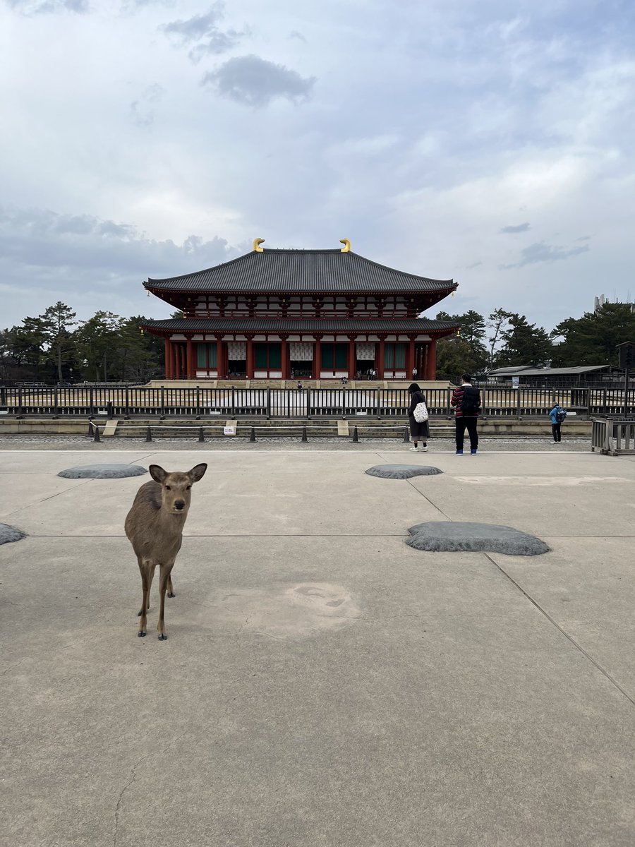 Post by さばとぴ on X: 鹿