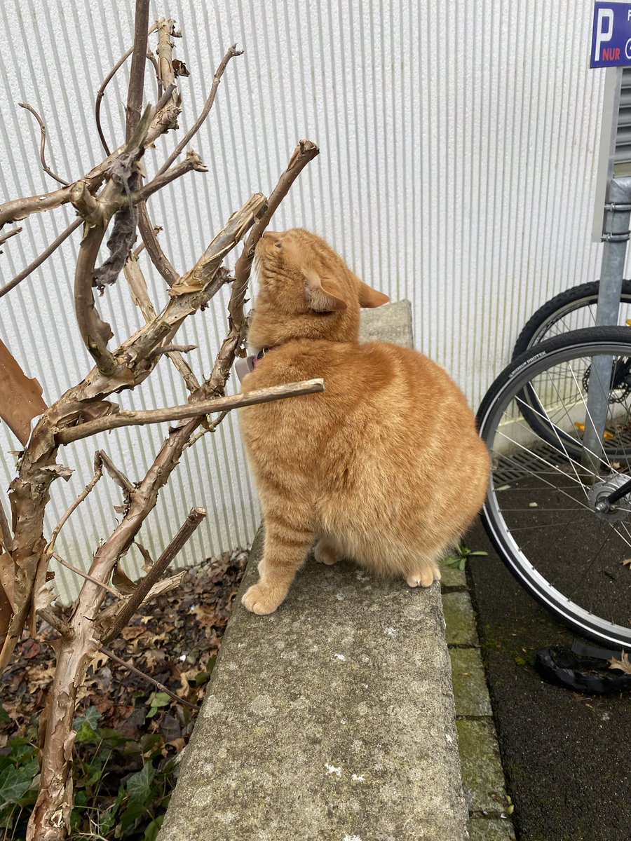 De ast isch spannender