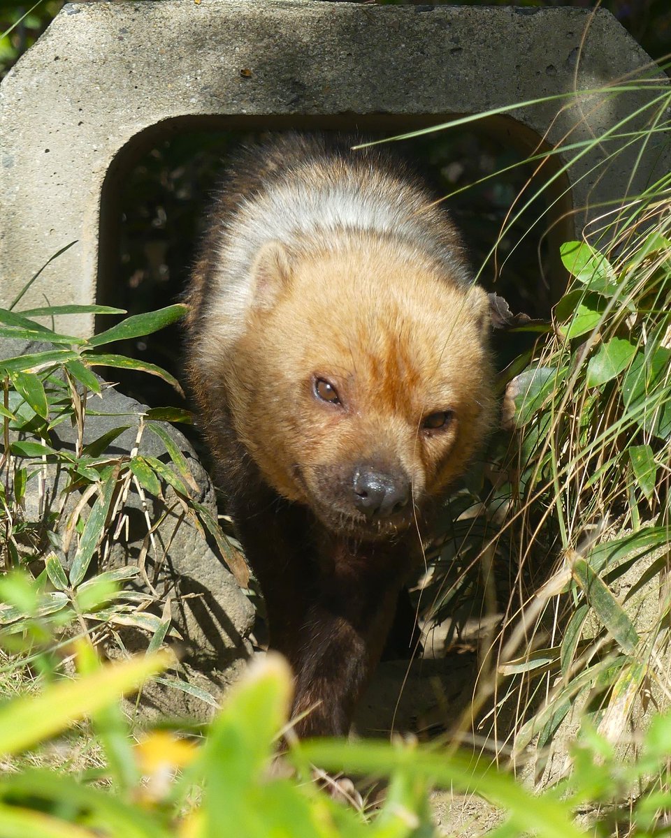 𝑚𝑎𝑟𝑢(ﾏﾙ) (@maru2022) / Posts / X